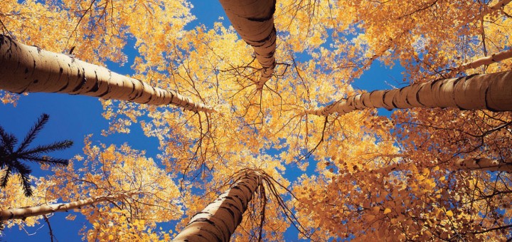 Álamo temblón-2 - Sientelo con oido